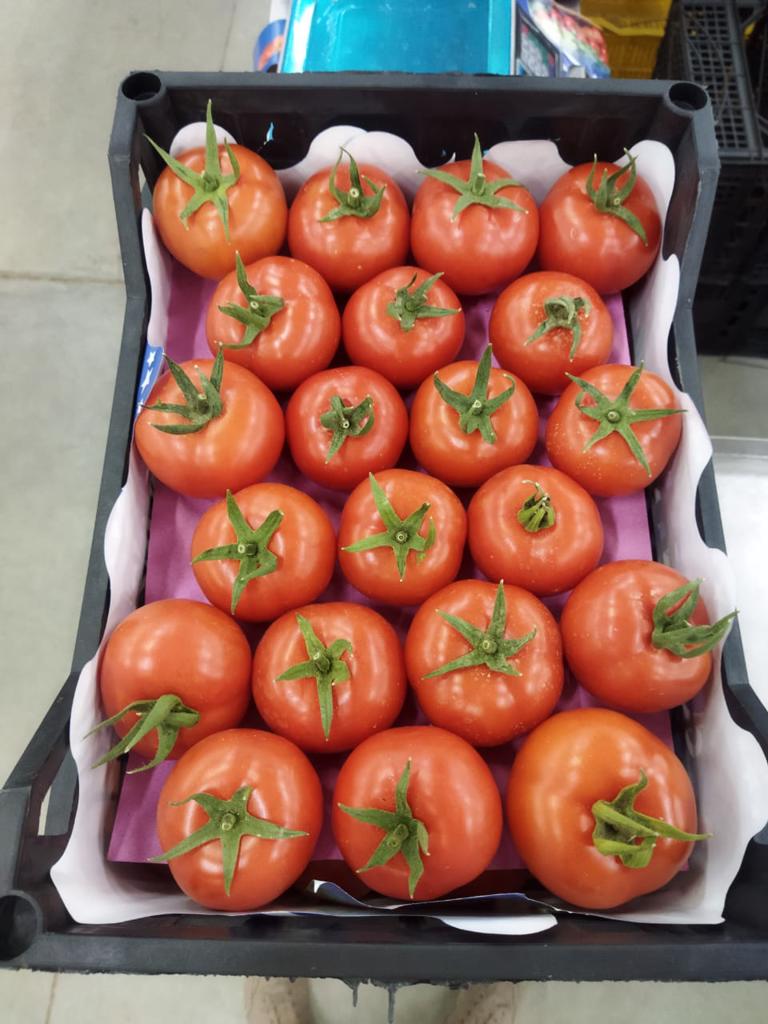 Product image - We offer you  fresh tomatoes available now for any inquiries please contact me 
Best Regards
Merna Hesham
Tel: 0020402544299    Cell(whats-app) 00201093042965     email: alshamsexporting@yahoo.com